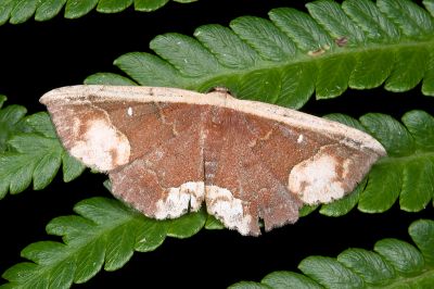 白緣巧裳蛾 Oruza glaucotorna 雌蟲
