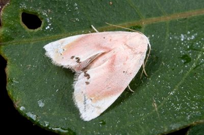 Holocryptis erubescens 雄蟲