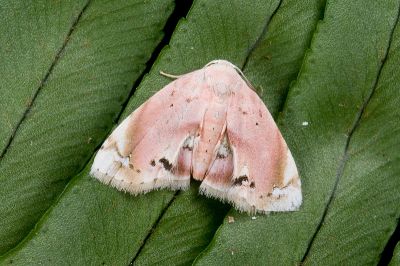 Holocryptis erubescens 雄蟲