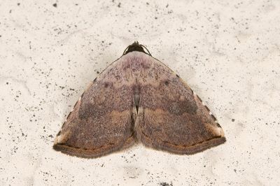 粒裳蛾 Autoba tristalis 雄蟲