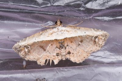 半白蝠裳蛾 Lophoruza albicostalis 雄蟲