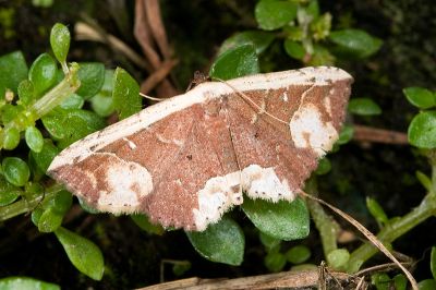 白緣巧裳蛾 Oruza glaucotorna 雄蟲