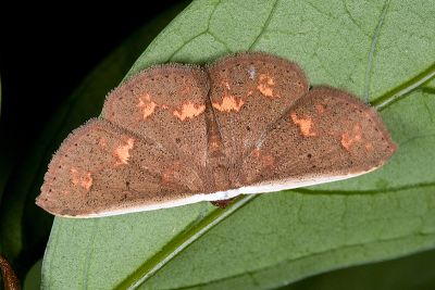 Arasada ornata