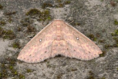 帶線裳蛾 Hyposada fasciosa 雌蟲