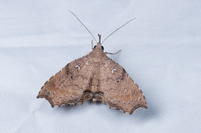 Microselene mopsa 雌蟲