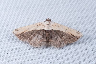 色分巧裳蛾 Ataboruza divisa 雄蟲