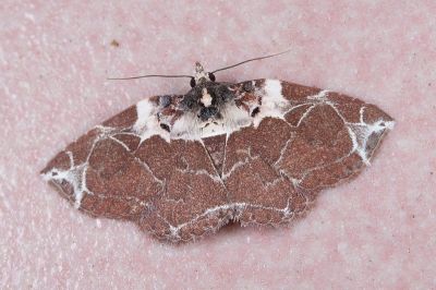 飾築裳蛾 Cruxoruza decorata 雄蟲