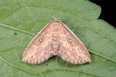 帶線裳蛾 Hyposada fasciosa 雌蟲
