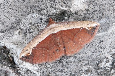 暈分巧裳蛾 Ataboruza lauta 雄蟲