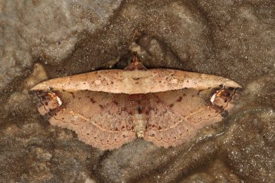 明蝠裳蛾 Lophoruza lunifera 雌蟲