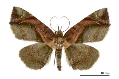 Eugnathia pulcherrima 雌蟲