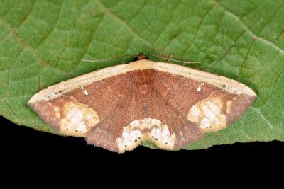 白緣巧裳蛾 Oruza glaucotorna 雄蟲