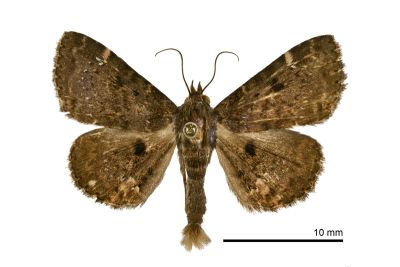 星狄裳蛾 Diomea discoinsigna 雄蟲