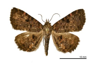 星狄裳蛾 Diomea discoinsigna 雄蟲