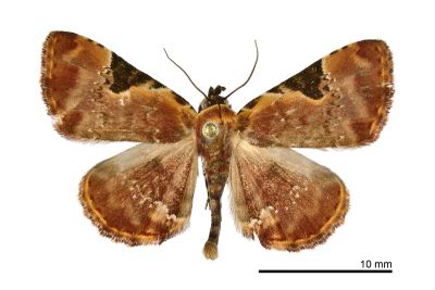 島三角斑狄裳蛾 Diomea insulana 雄蟲