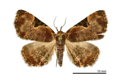島三角斑狄裳蛾 Diomea insulana 雌蟲