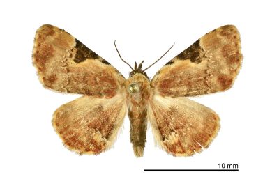 島三角斑狄裳蛾 Diomea insulana 雄蟲