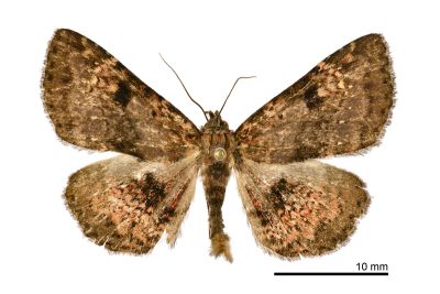 海狄裳蛾 Diomea rotundata 雄蟲