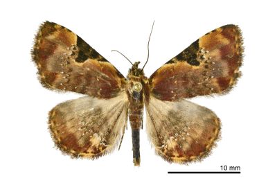 島三角斑狄裳蛾 Diomea insulana 雄蟲