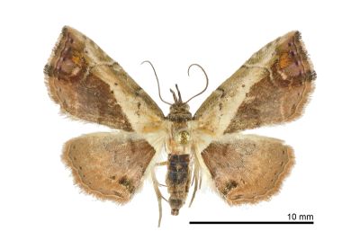半白蝠裳蛾 Lophoruza albicostalis 雌蟲