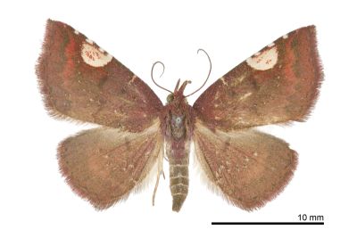 前緣斑眉裳蛾 Pangrapta costinotata 雌蟲
