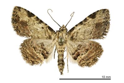 米番裳蛾 Panilla mila 雄蟲