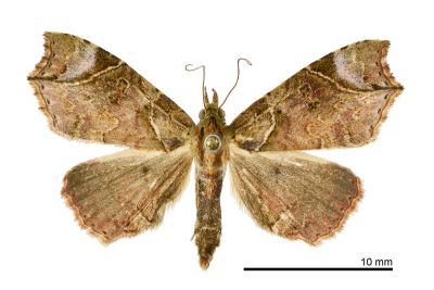 腎斜分裳蛾 Parolulis renalis 雌蟲