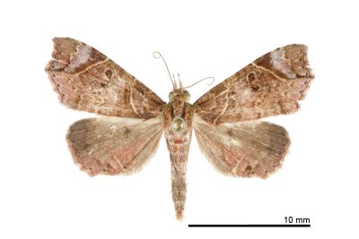 腎斜分裳蛾 Parolulis renalis 雄蟲