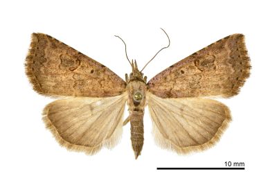 瑪脩裳蛾 Pseudogyrtona marmorea 雌蟲