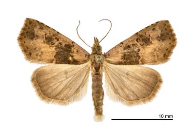 瑪脩裳蛾 Pseudogyrtona marmorea 雄蟲