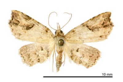 腎滴裳蛾 Tipasa renalis 雄蟲