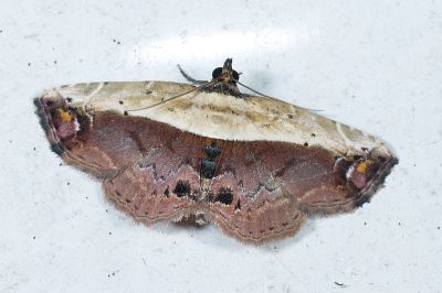 半白蝠裳蛾 Lophoruza albicostalis 雄蟲