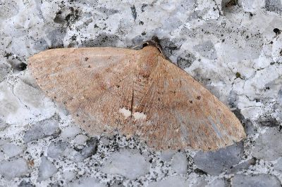 白齒蕊裳蛾 Nechesia albodentata 雄蟲