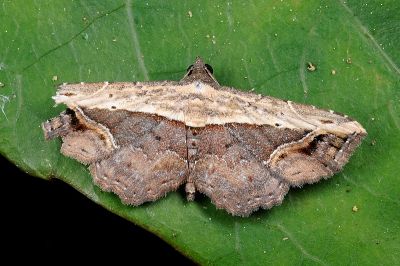 紫棕分巧裳蛾 Ataboruza stragulata 雄蟲