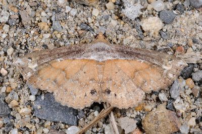 披肩裳蛾 Zurobata vacillans 雄蟲