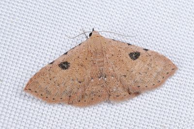 黑斑麗裳蛾 Corgatha trichogyia 雌蟲
