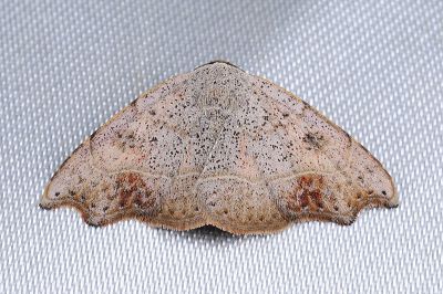 粉拉裳蛾 Laspeyria ruficeps 雄蟲
