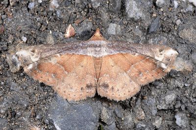 披肩裳蛾 Zurobata vacillans 雄蟲