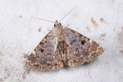 星狄裳蛾 Diomea discoinsigna 雌蟲