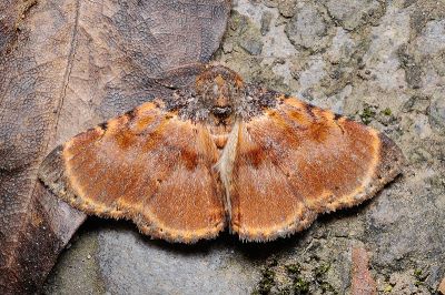 陽狄裳蛾 Diomea lignicolora 雄蟲