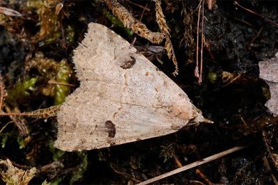 瑪脩裳蛾 Pseudogyrtona marmorea 雌蟲