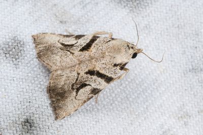 中平帶鷗裳蛾 Oglasa mediopallens 雌蟲