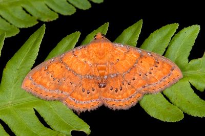 Homodes vivida 雌蟲
