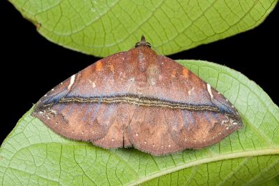 紫赭裳蛾 Condate purpurea 雌蟲