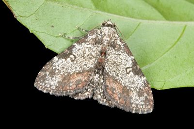白點卡裳蛾 Caduca albopunctata 雄蟲