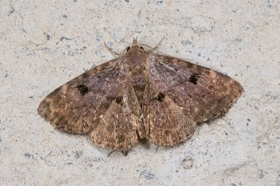 星狄裳蛾 Diomea discoinsigna 雄蟲
