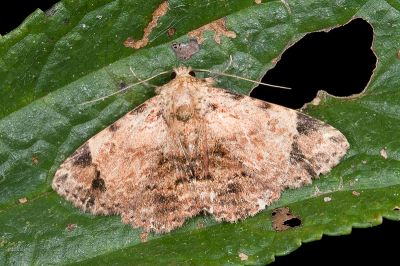 深褐番裳蛾 Panilla costipunctata 雄蟲