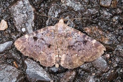 星狄裳蛾 Diomea discoinsigna 雄蟲