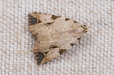 前緣斑鷗裳蛾 Oglasa costimacula 雄蟲
