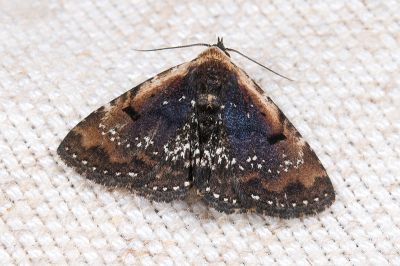 散白點巧裳蛾 Oruza albigutta 雌蟲